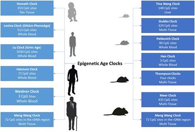 DNA Methylation Biomarkers in Aging and Age-Related Diseases